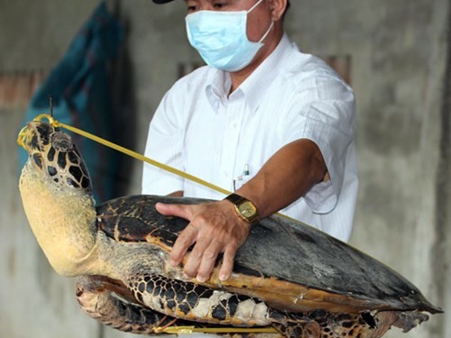 Phanh phui “nam mo” rua bien khong lo o Nha Trang